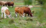 From local to national scale - Earth Observation of semi-natural grasslands within the GreenGrass 2.0 project network