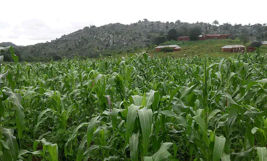 Research for Smallholder Farmers' Food Security in Nigeria