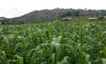 Research for Smallholder Farmers' Food Security in Nigeria